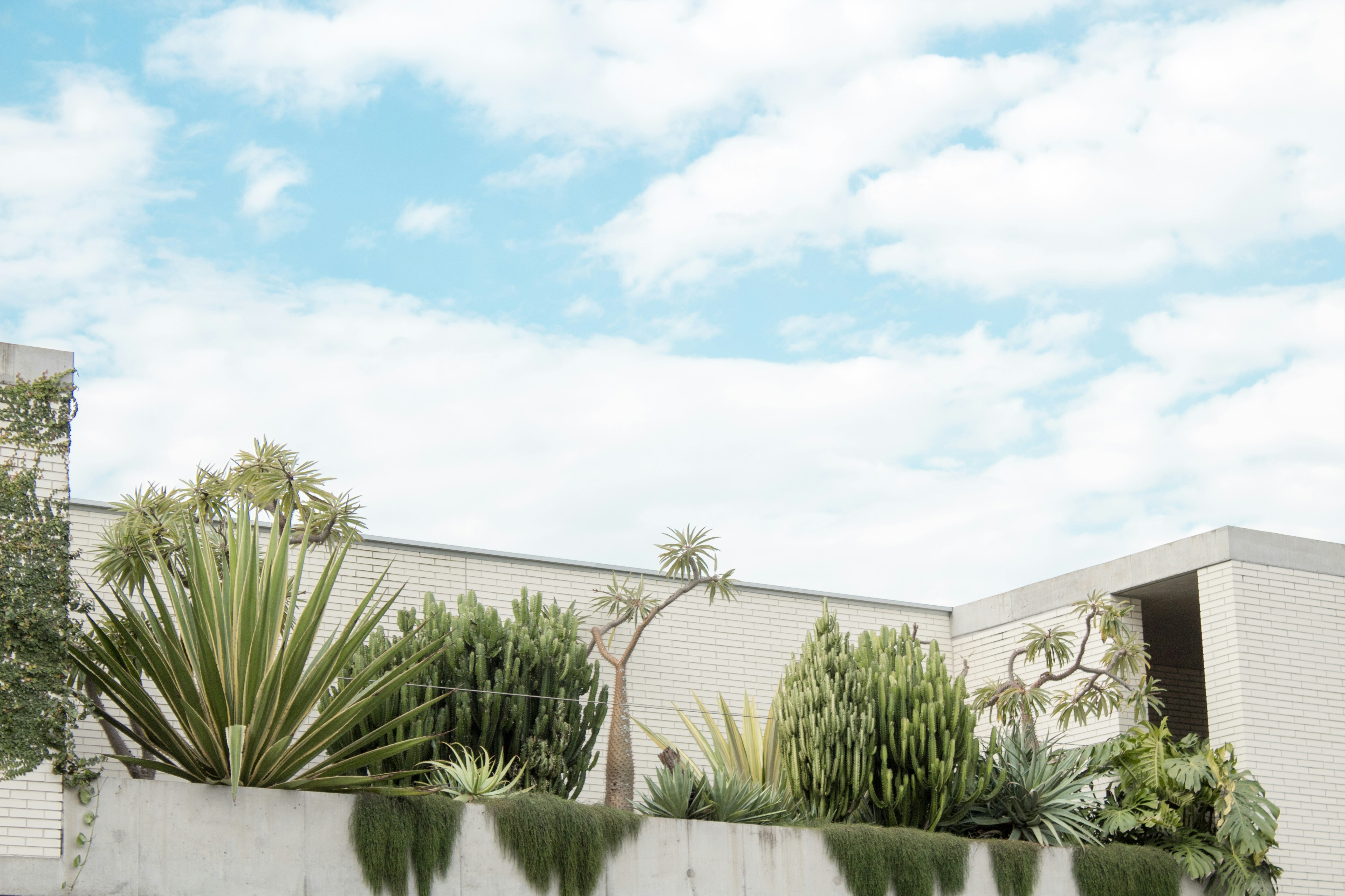 green plants near white wall under clear sky